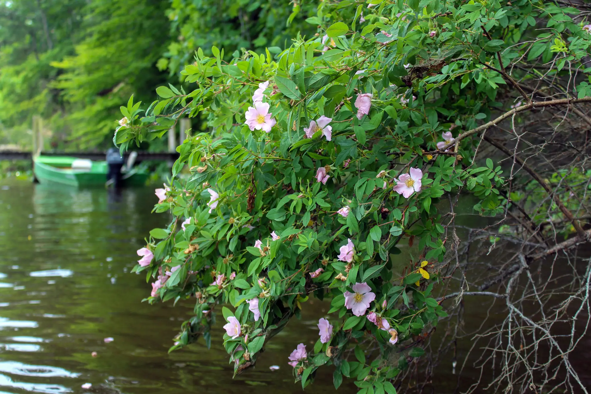 Swamp rose with pink flowers arching over a lake, a green rowboat in the background