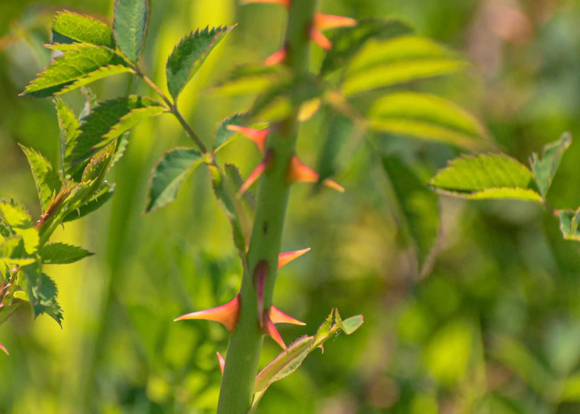 Native rose stem with a few slender thorns among toothed leaves