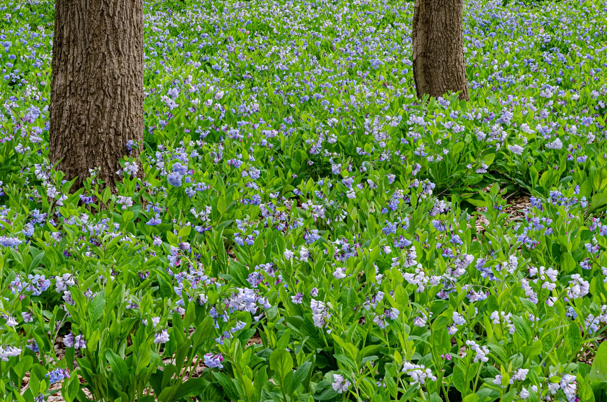 Virginia bluebells carpeting the ground under trees, a sea of blue and pink flowers