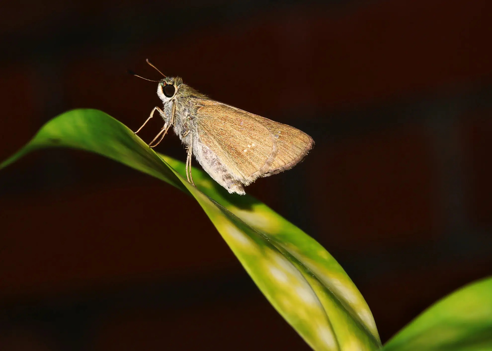 Poweshiek skipperling, a small brown butterfly, on a leaf