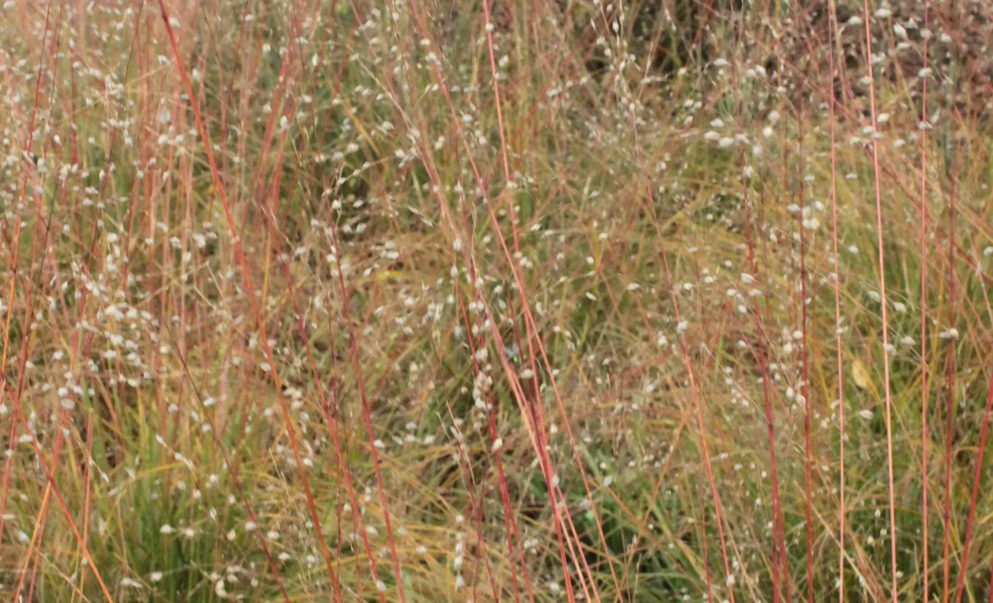 Prairie dropseed’s fine seed sprays and reddish stems in late summer
