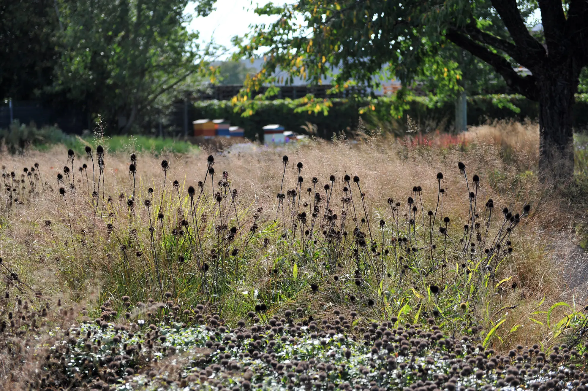 Dark coneflower seed heads above fine prairie grasses in a fall garden
