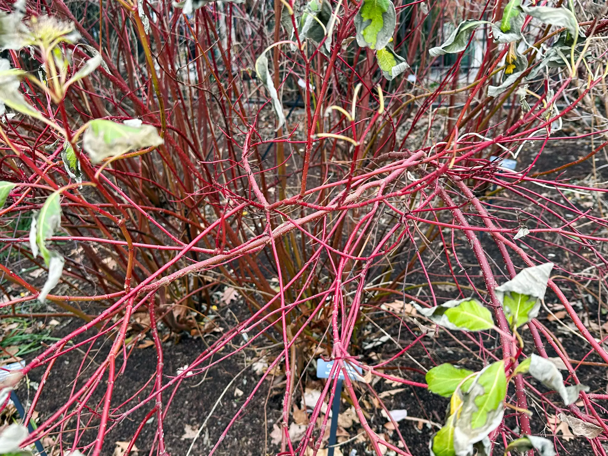 Red osier dogwood, a clump of bright red stems with a few pale leaves