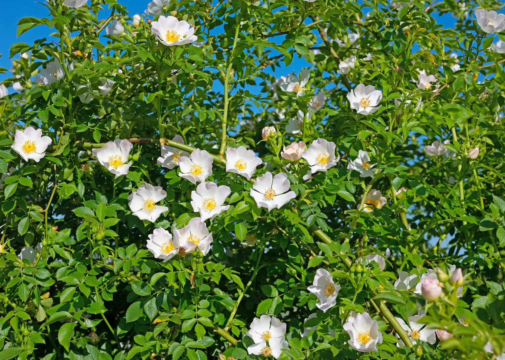 Dog rose, an invasive shrub covered in white five-petaled flowers against a blue sky