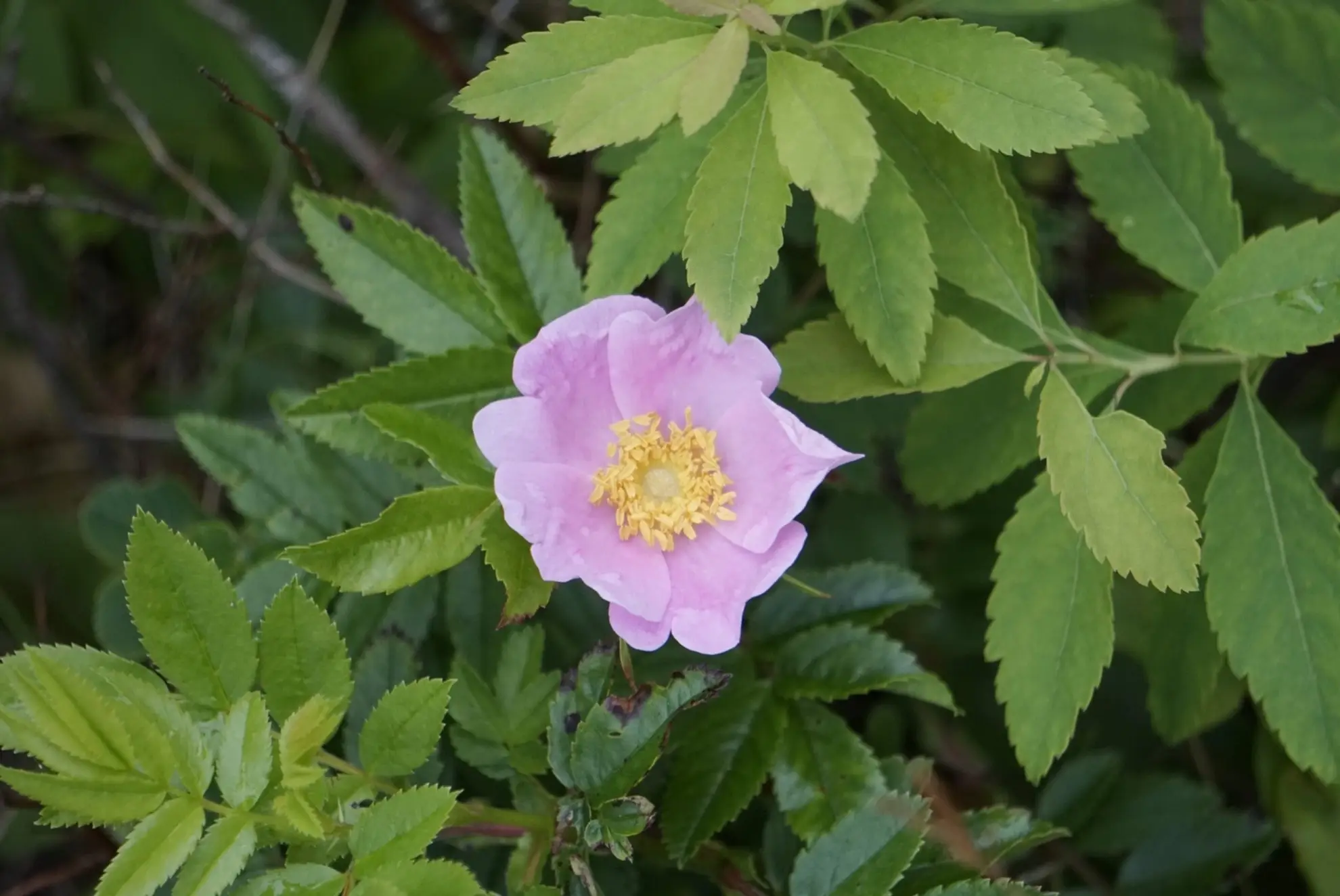 Pasture rose, a single pale pink flower with a yellow center among toothed leaves