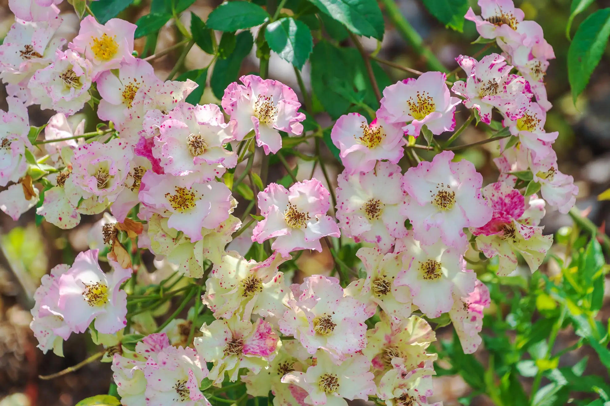 Rose covered in clusters of small white flowers flushed and flecked with pink
