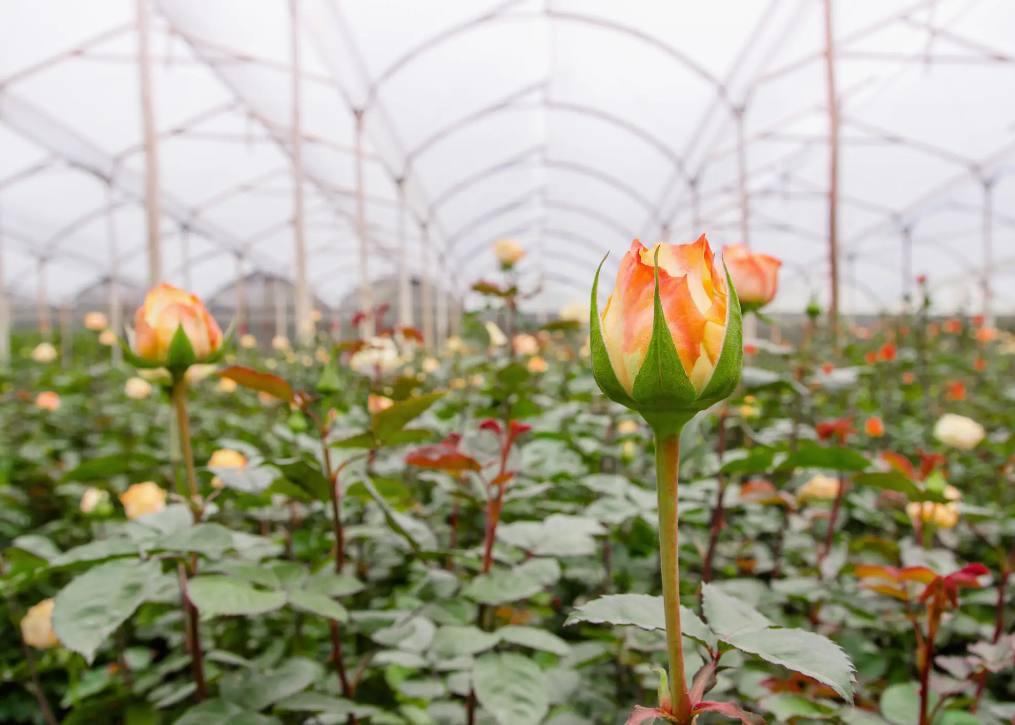 Rows of cut-flower roses growing under a large greenhouse frame