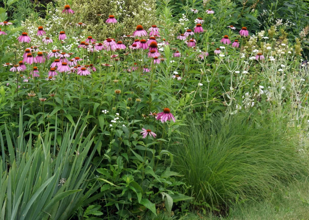 A sunny native garden with purple coneflowers and prairie dropseed