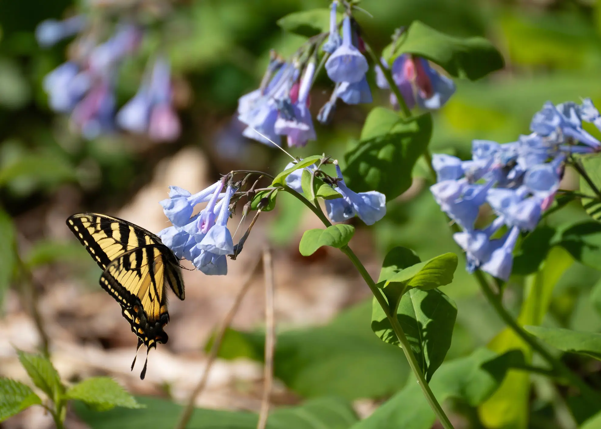 Eastern tiger swallowtail butterfly feeding on blue Virginia bluebell flowers