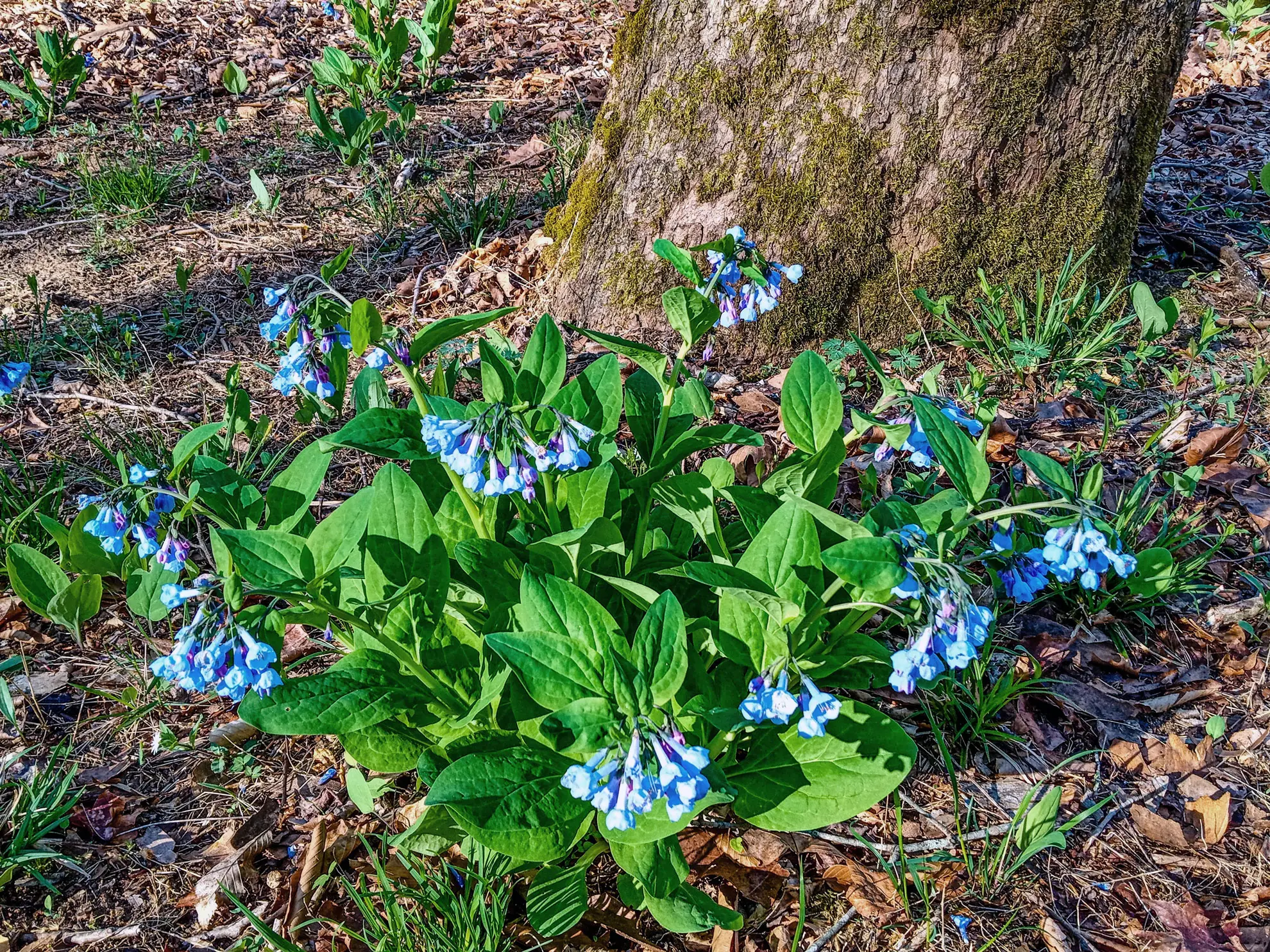 Virginia bluebells, a clump of blue bell flowers and broad leaves at the base of a tree