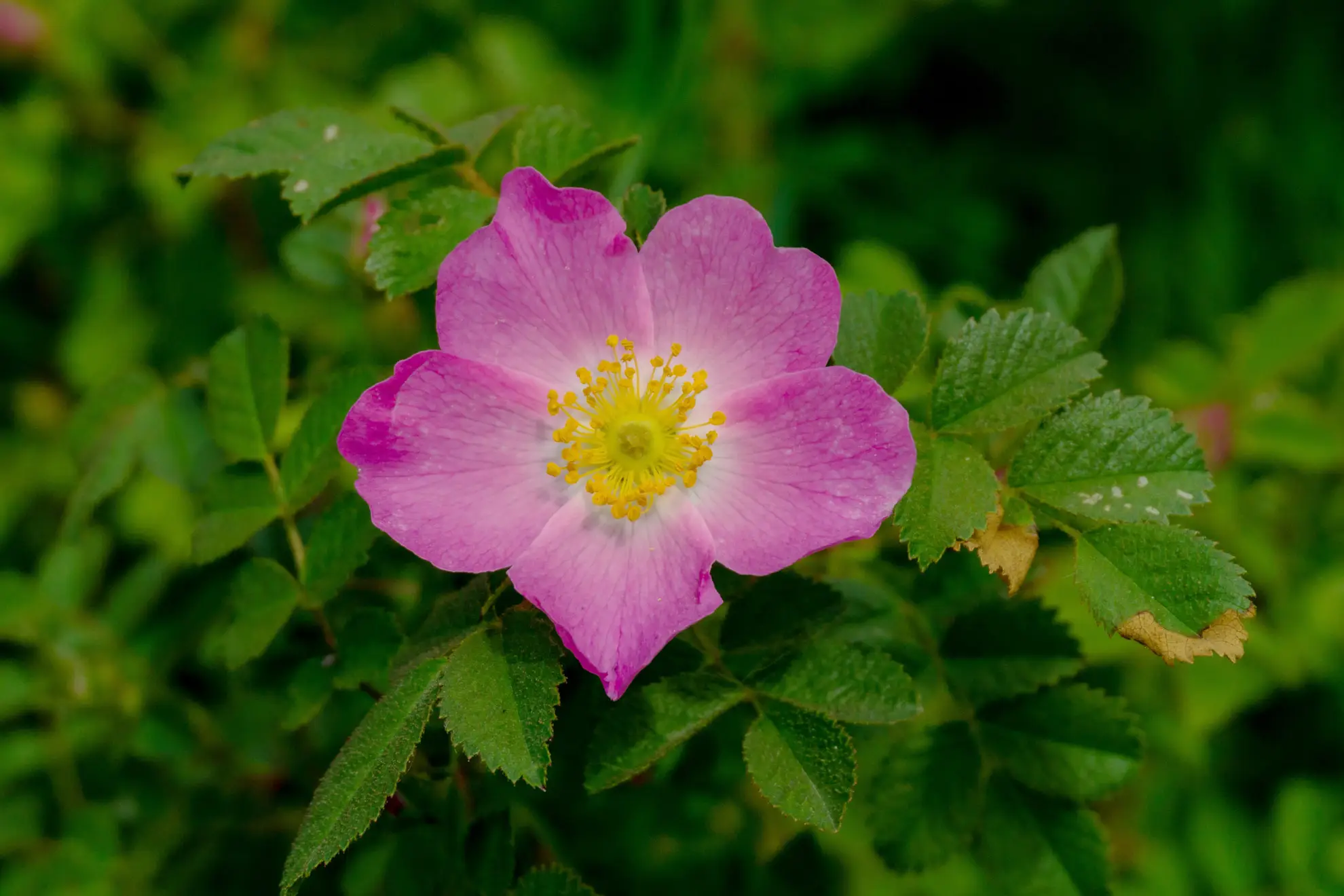 Wild rose, a single pink five-petaled flower with a gold center among toothed leaves