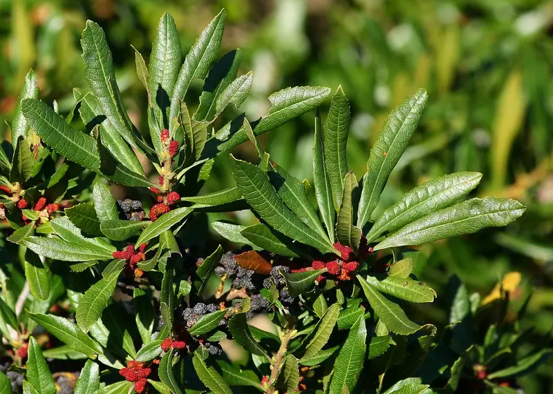 Pacific wax myrtle, narrow glossy leaves with small red flowers and dark berry clusters