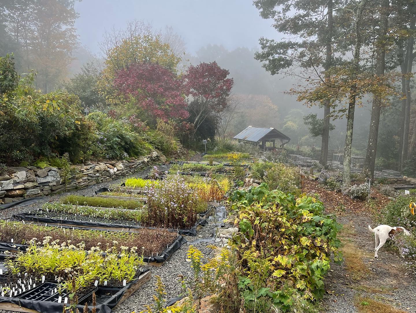 Interview with Lisa Turoczi, Earth Tones Native Plants - The Plant Native