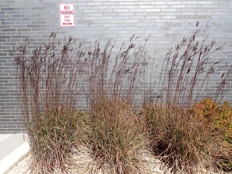 Big bluestem, a row of tall reddish grass clumps screening a brick wall below a No Parking sign