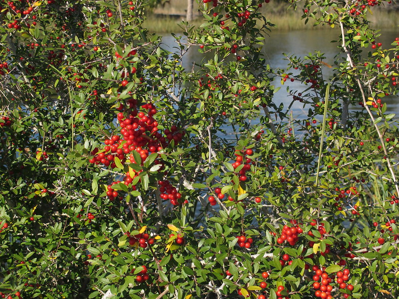 Yaupon holly, a shrub thick with red berries beside a pond