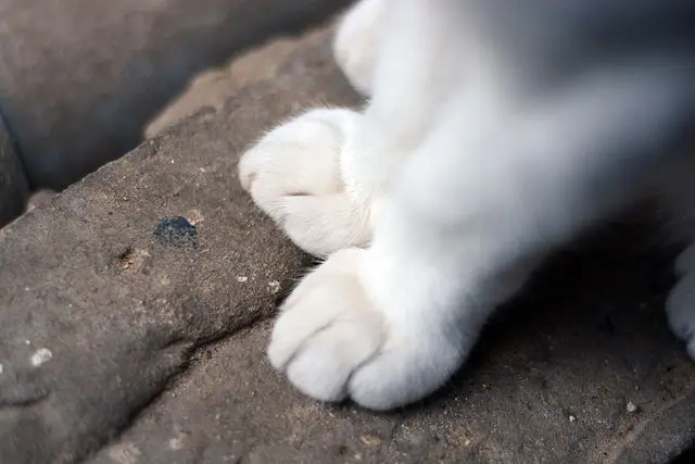 A white cat’s soft paws resting on a stone