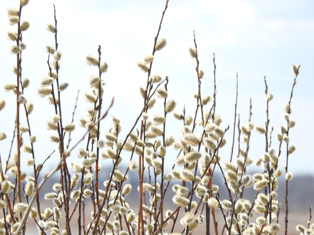 The tiny soft catkins appear in spring