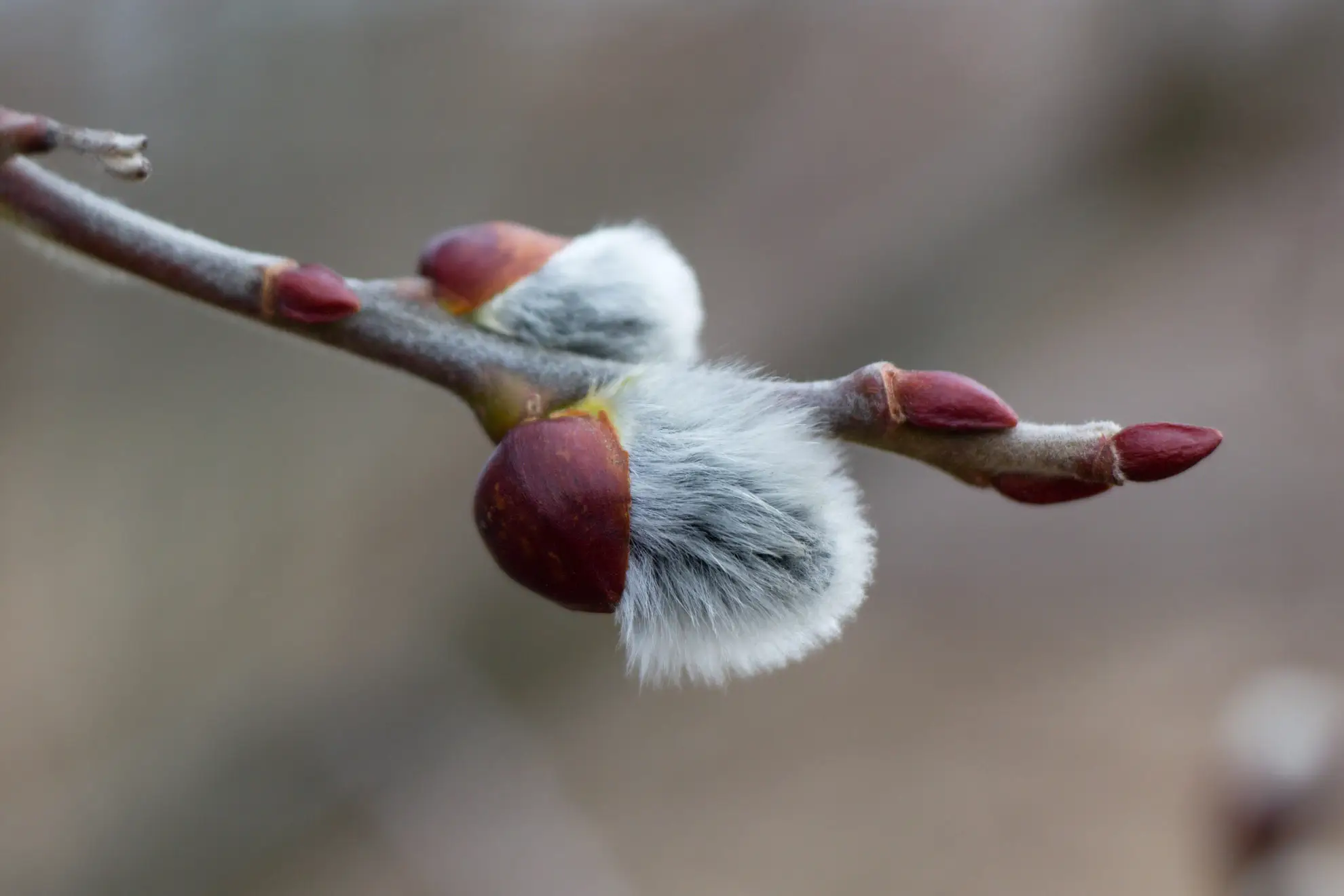 American pussy willow catkins up close, soft silver fuzz bursting from red-brown bud scales