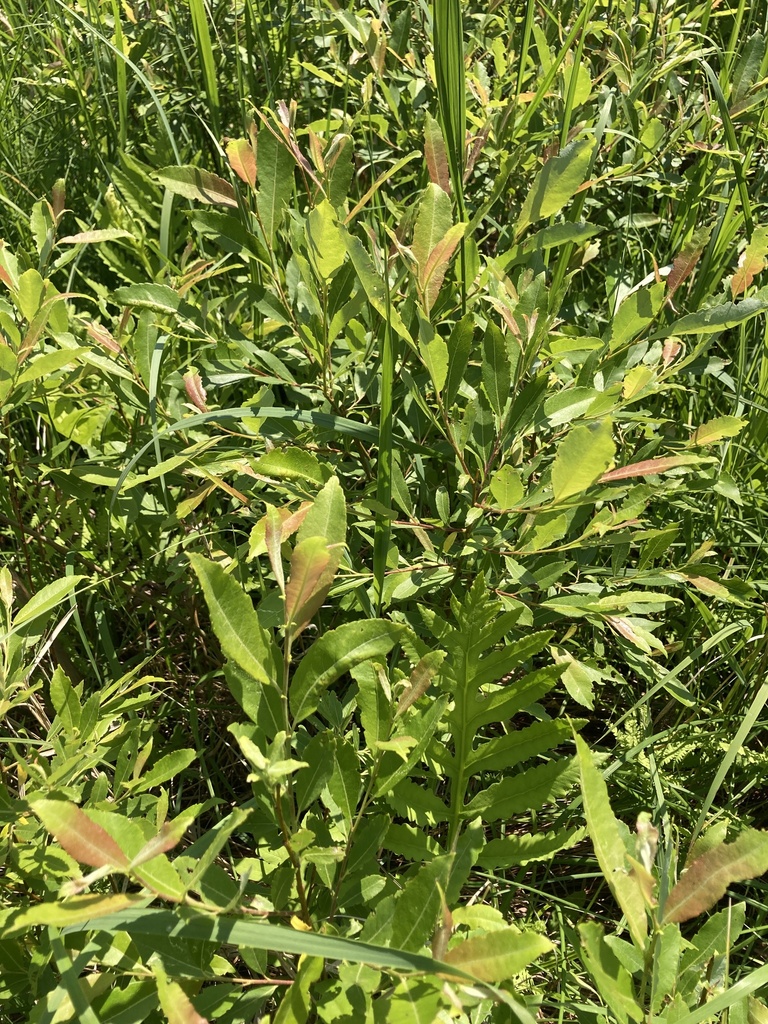 Enjoy green leaves in the summer
