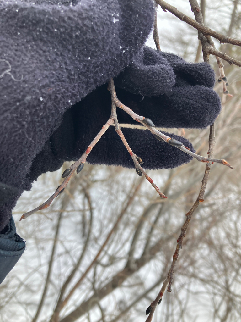 Look close at the twigs in the winter to see the catkins sleeping.