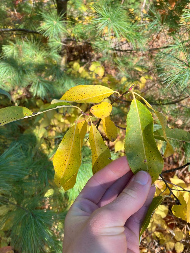 Leaves turn buttery shades of yellow in the fall, before dropping.