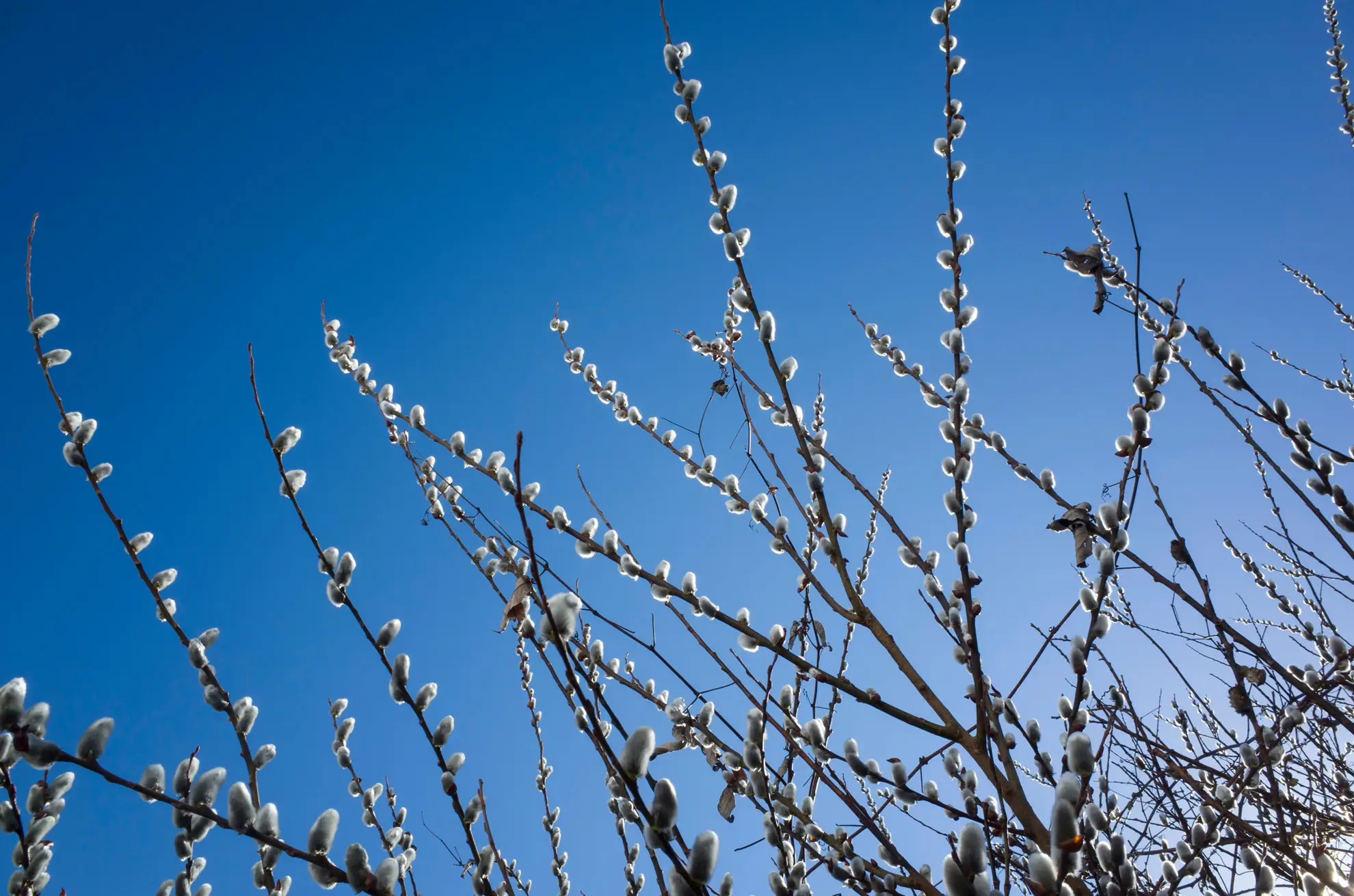 American pussy willow branches lined with silver catkins against a bright blue spring sky