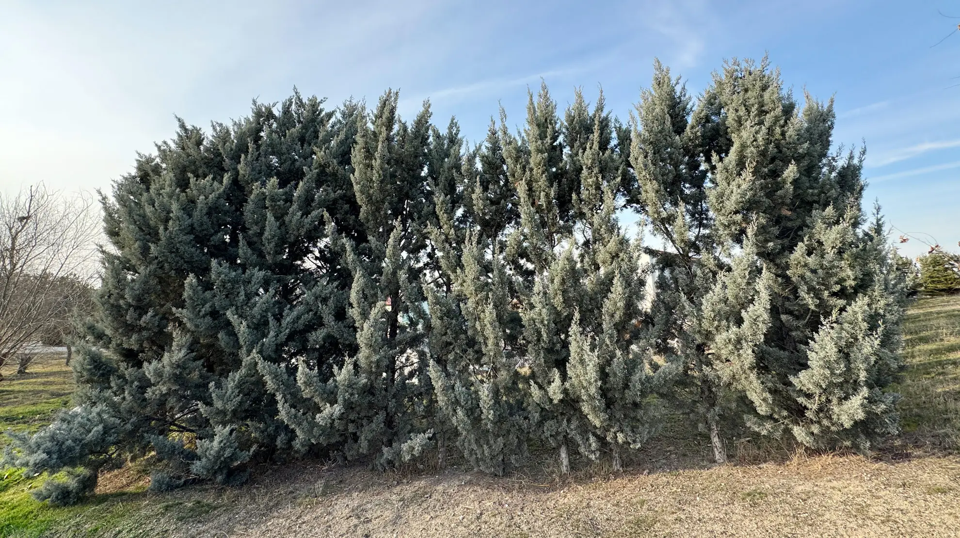 Arizona cypress, a row of tall blue-gray evergreens forming a screen