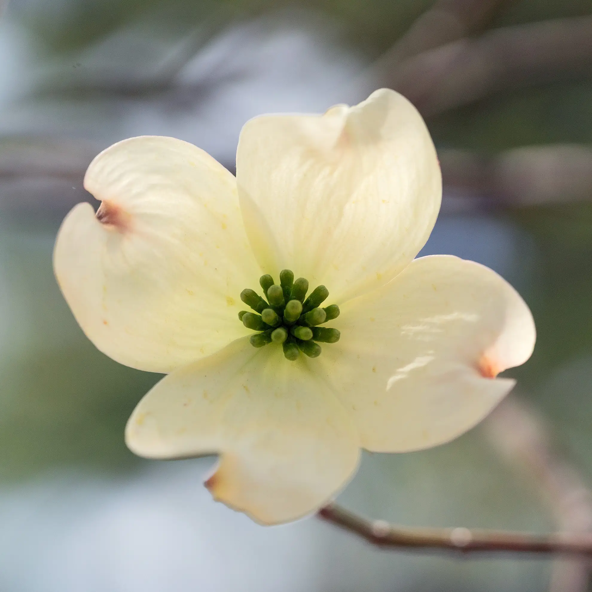 Eastern flowering dogwood flower up close, four creamy notched bracts around a green center