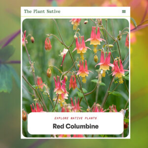 Sponsor a Native Plant Profile
