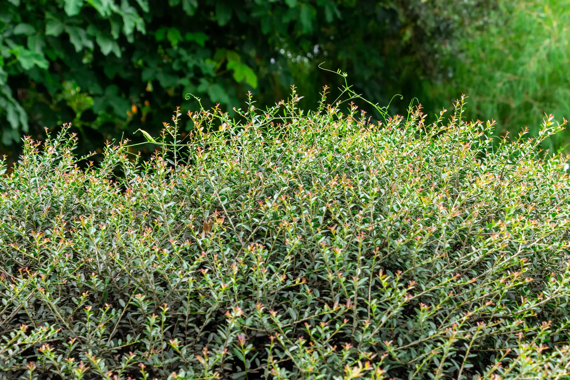 Yaupon holly, a dense evergreen hedge of small leaves