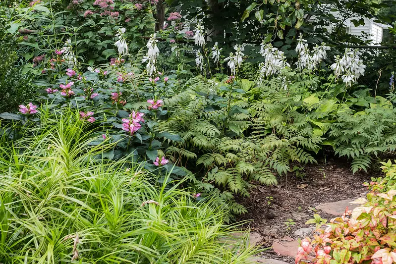Palm sedge in front of pink turtlehead, ferns and white-flowered hostas in a shady bed