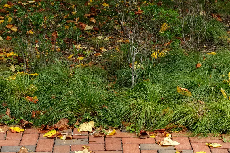 Pennsylvania sedge, soft fine-leaved tufts edging a brick walk with fallen leaves