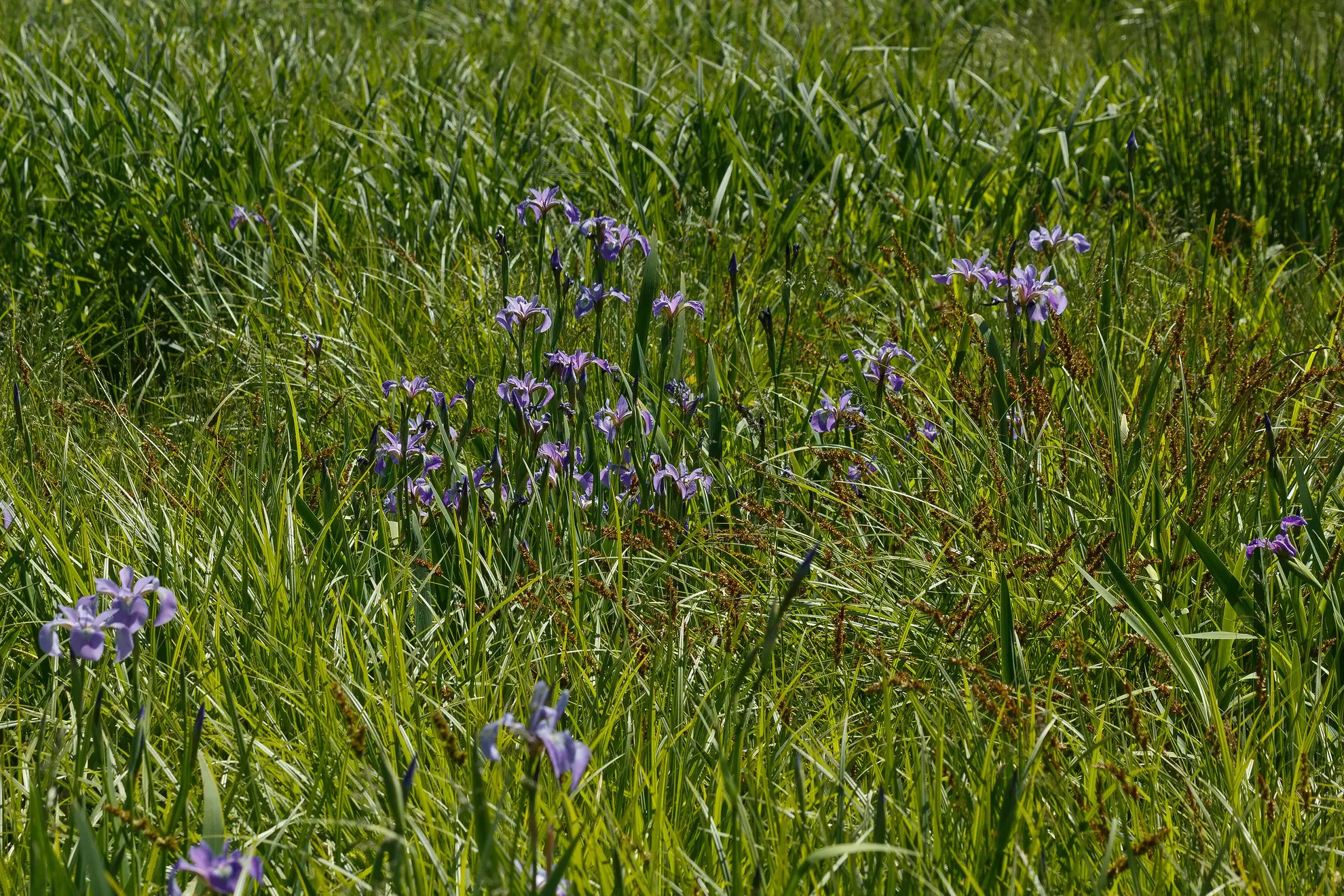Northern blue flag iris blooming purple in a sedge meadow with fox sedge