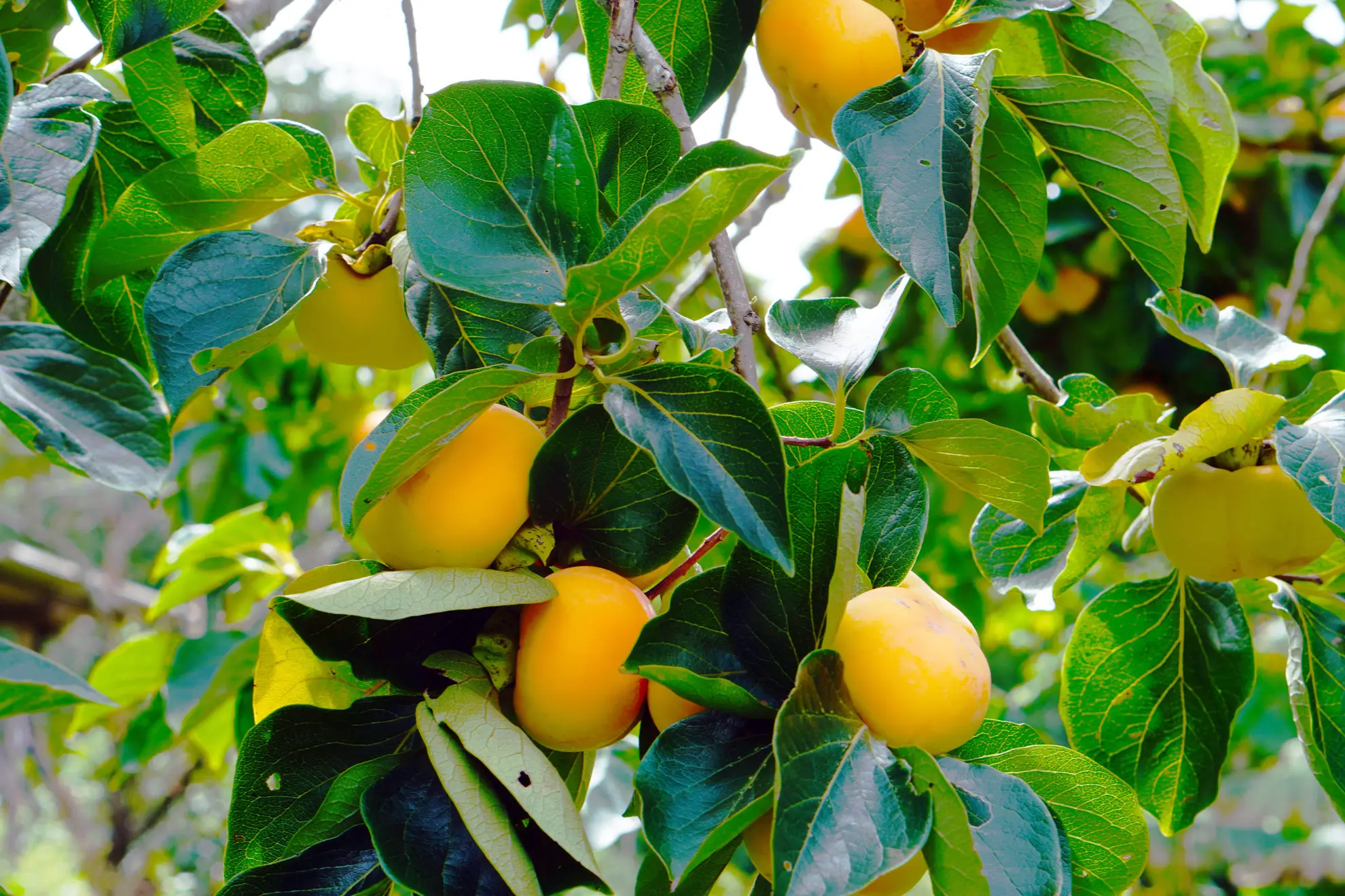 American persimmon, ripe orange fruits hanging among glossy leaves
