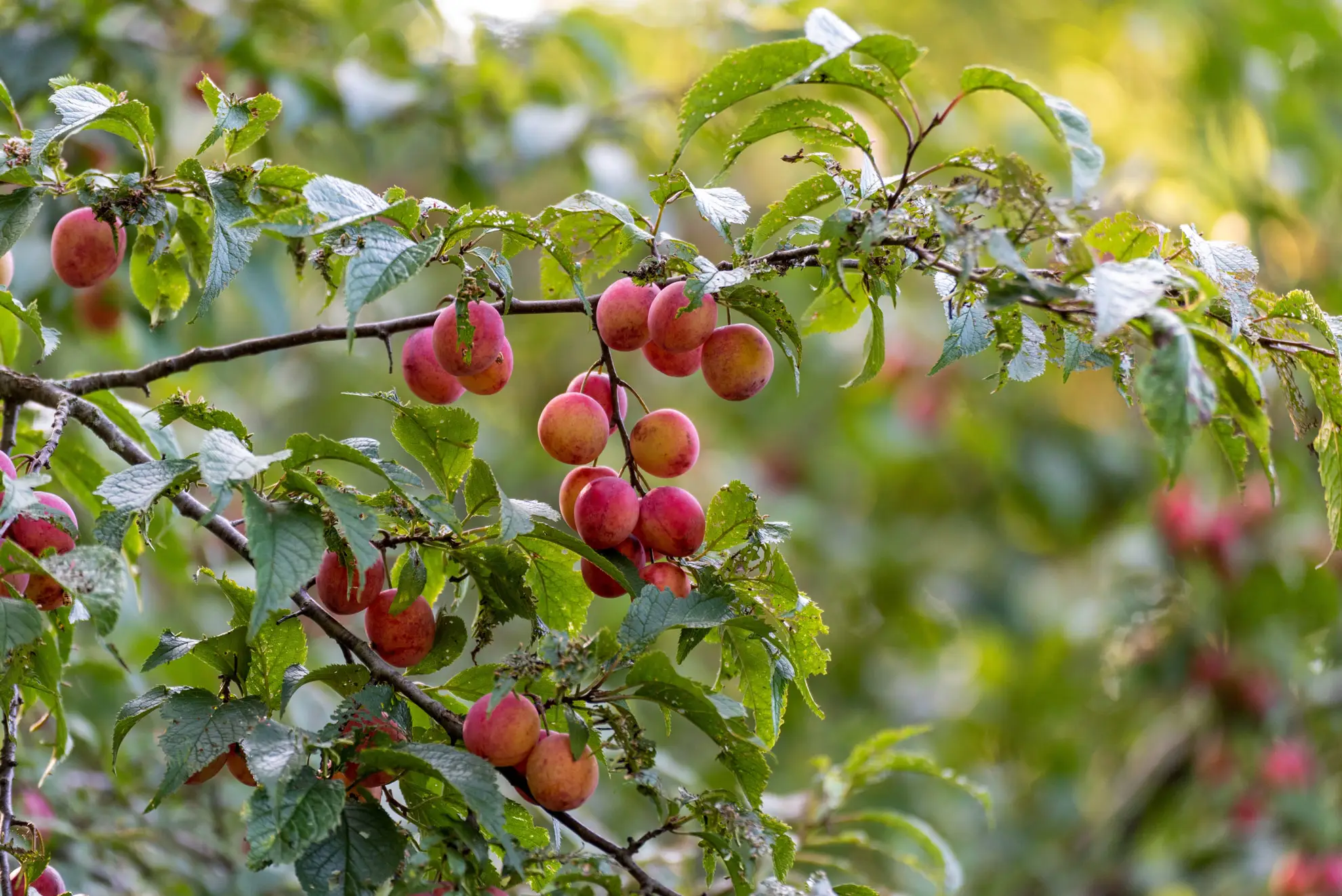 American plum, clusters of red-blushed plums along a leafy branch