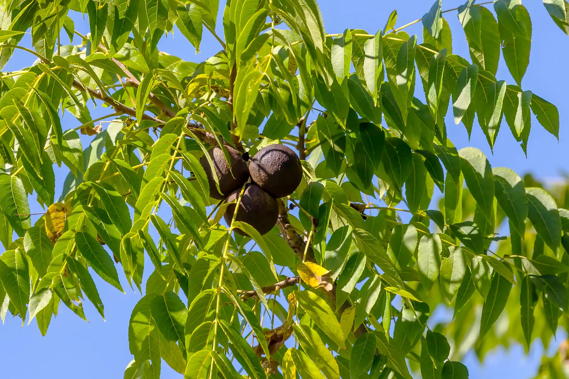 Black walnut, round green-black nut husks among long feathery leaves against a blue sky