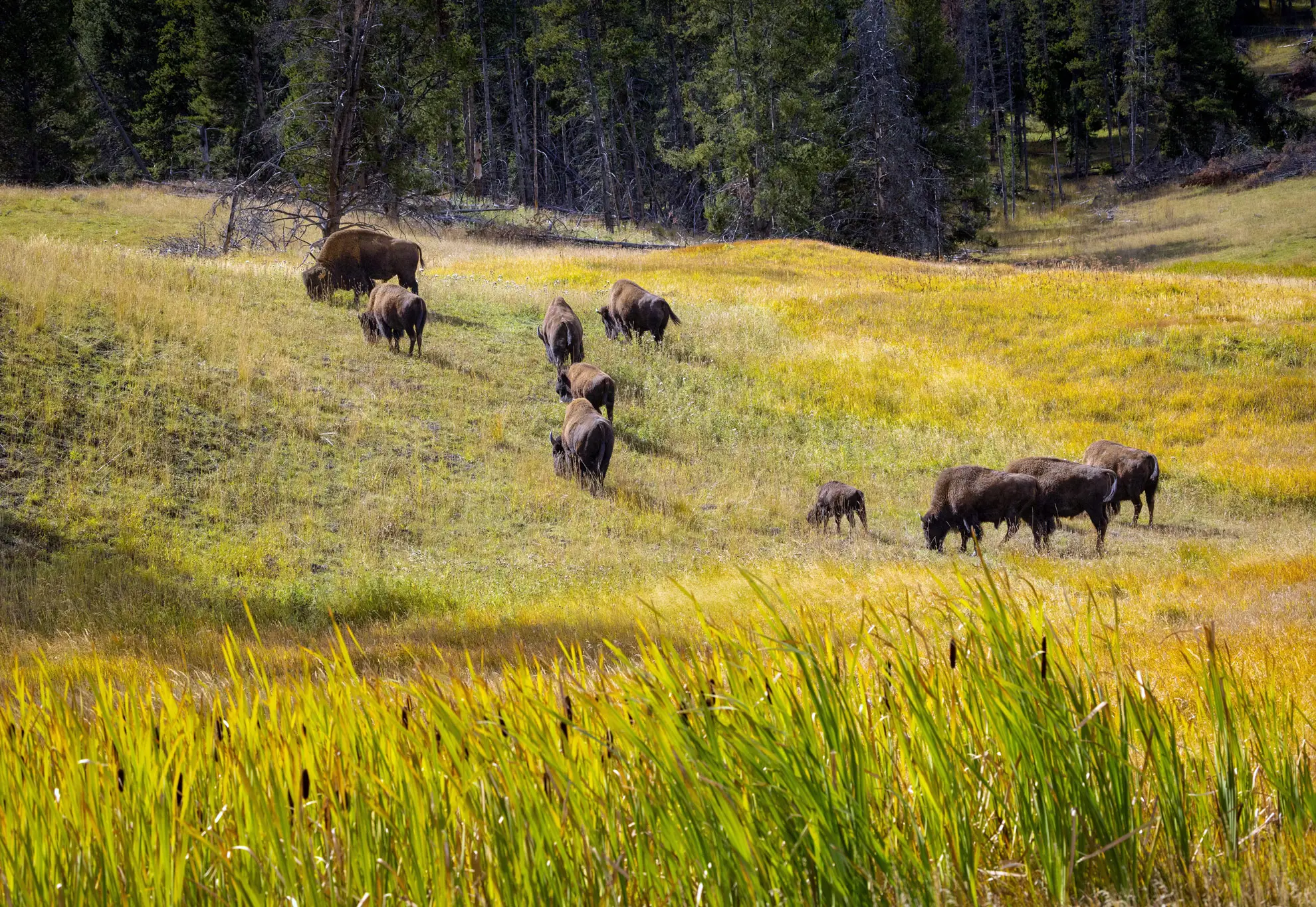 Bison grazing in a golden sedge meadow at Yellowstone, with pines behind
