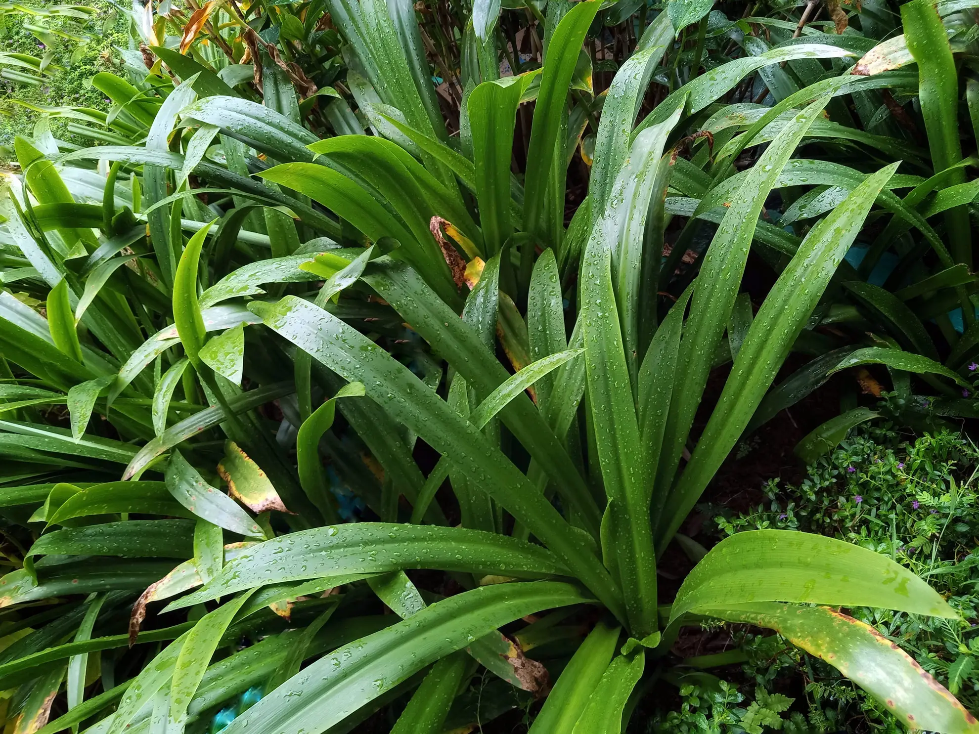 Plantain-leaf sedge, broad bright green leaves in a low clump