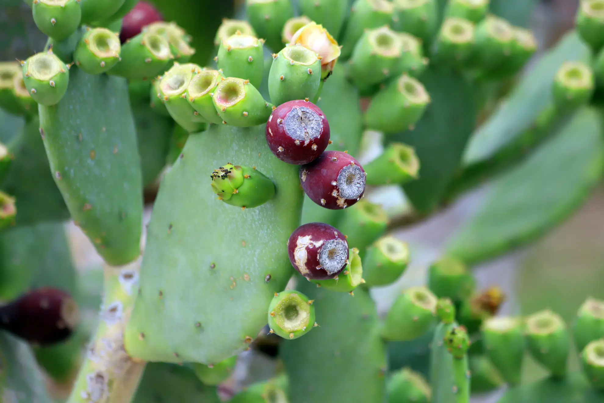 Prickly pear, flat green pads topped with dark red fruits and green buds