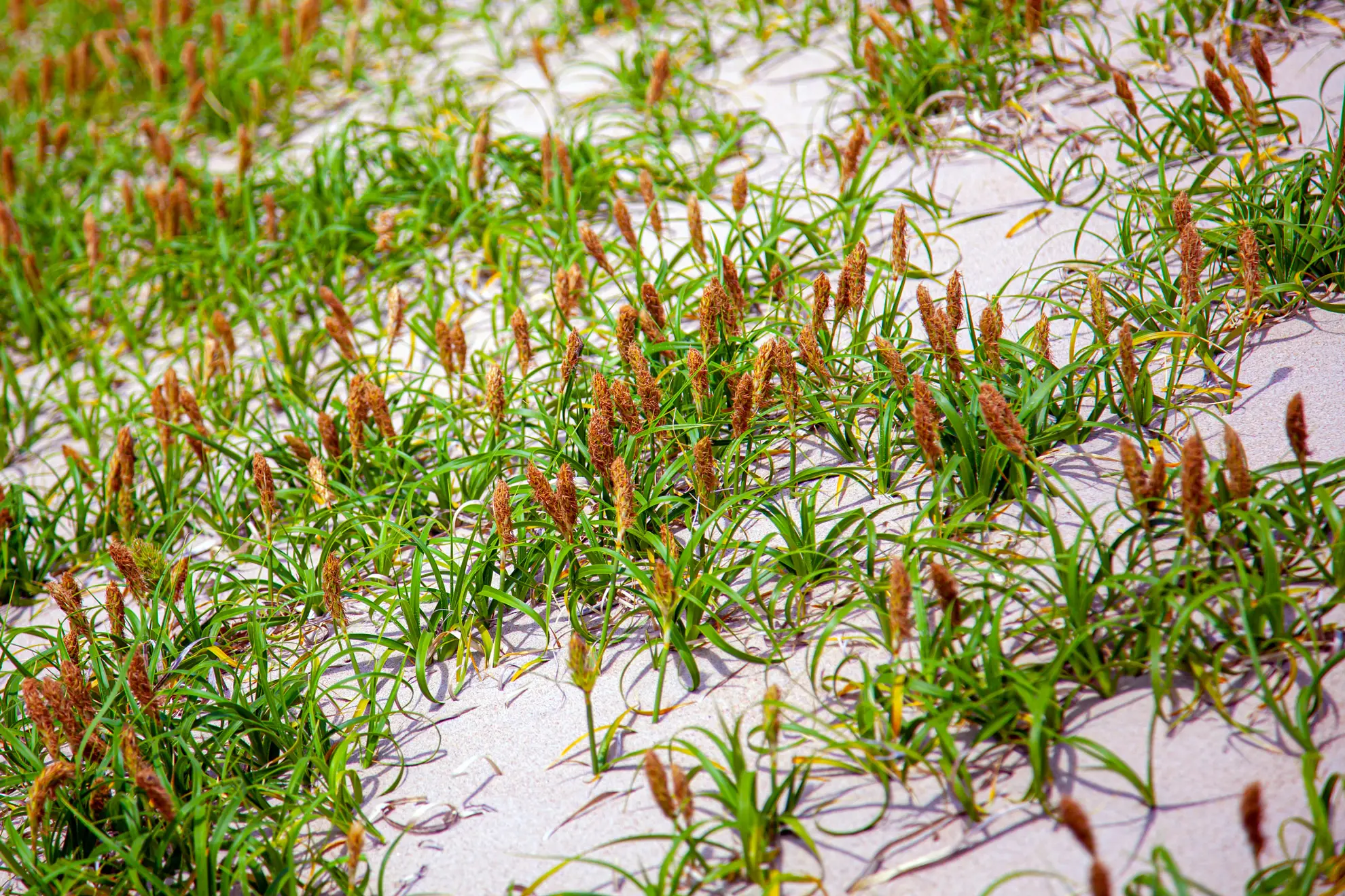 California meadow sedge growing in clumps on sand, with brown seed spikes