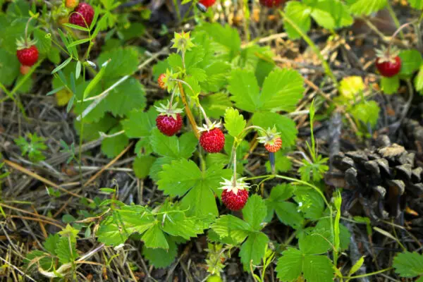 Edible Native Plants - Grow Something You Can Eat