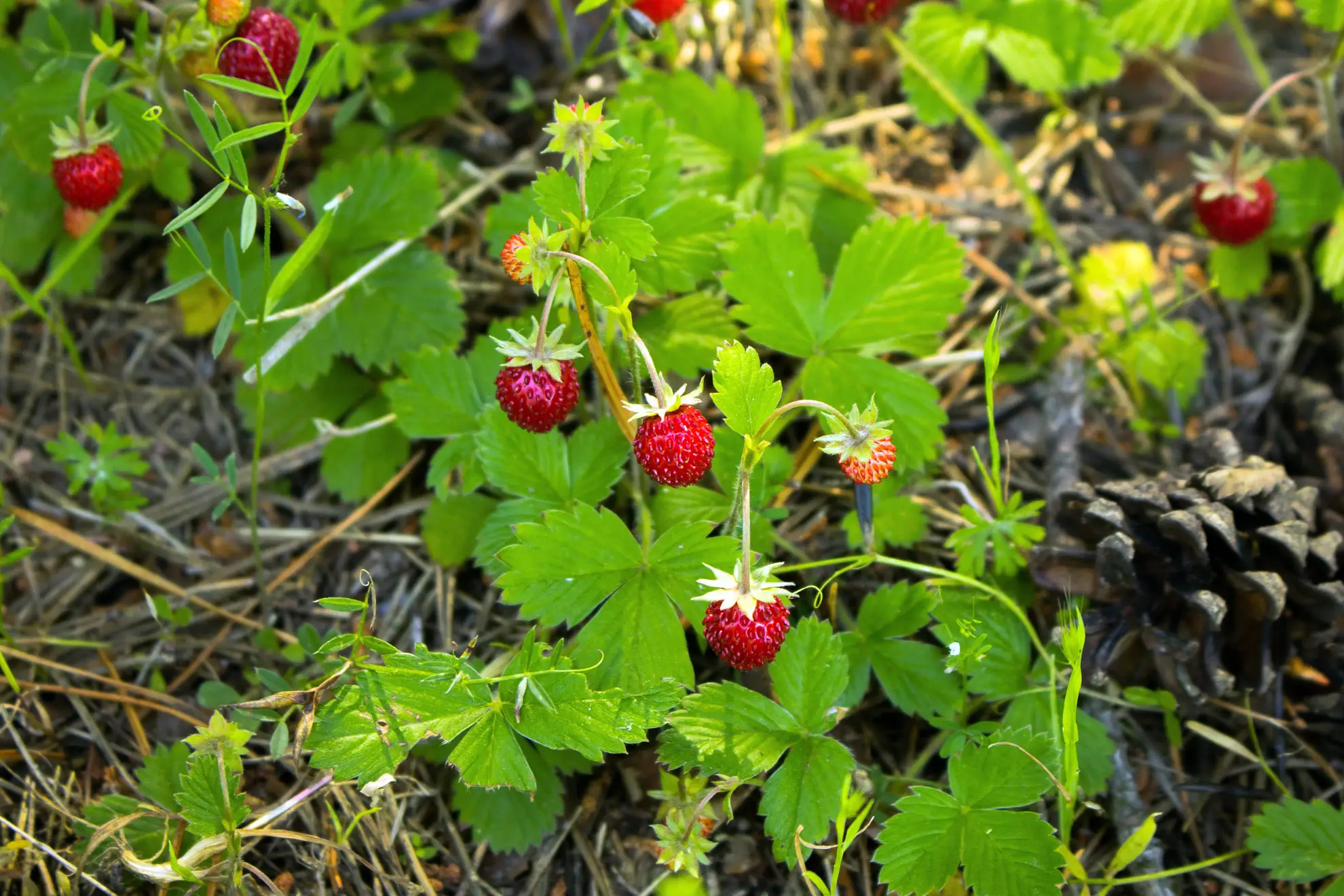 Wild strawberries, small red berries among three-part toothed leaves on the forest floor