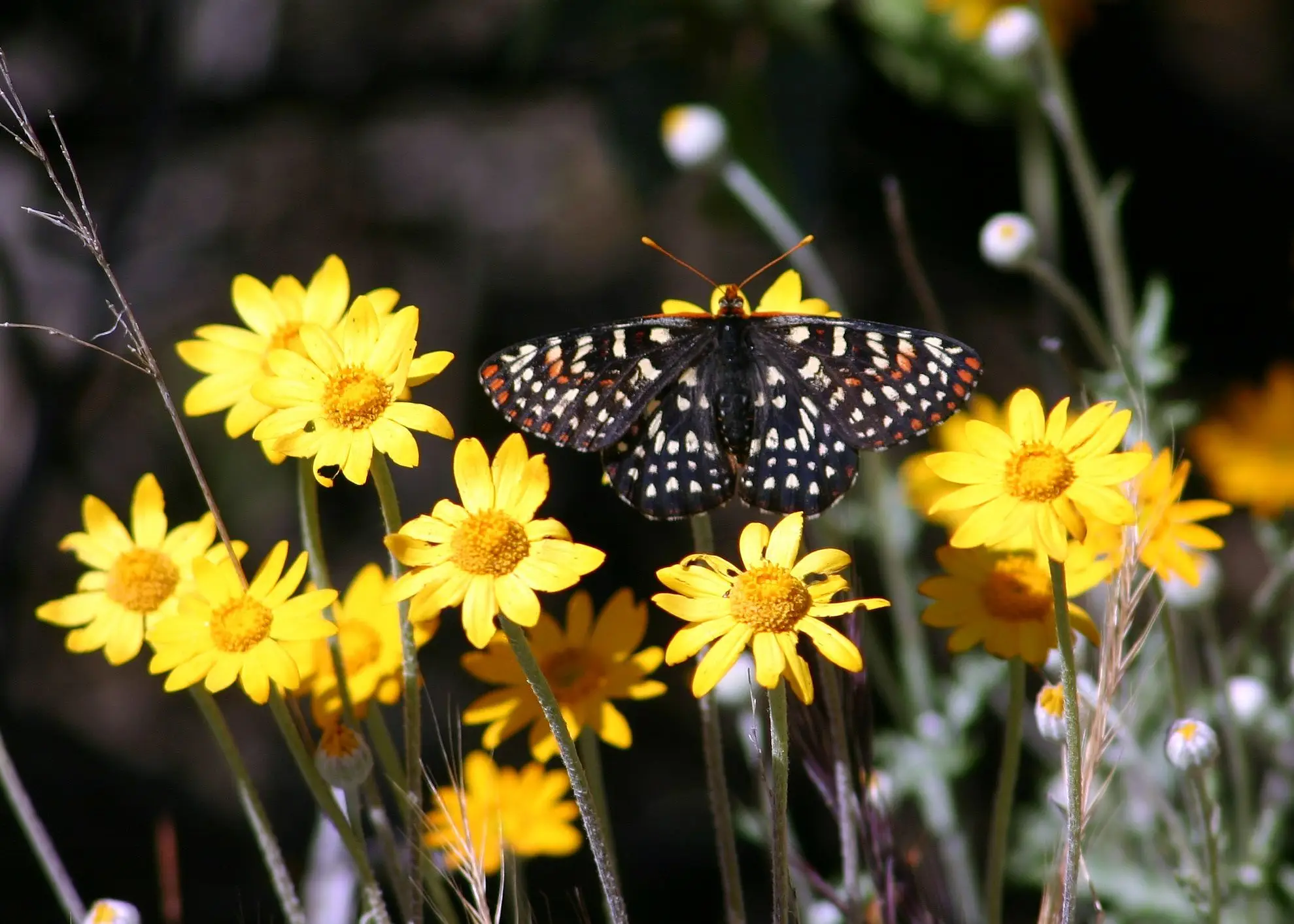 Checkerspot butterfly, black with white and orange spots, on yellow Oregon sunshine flowers