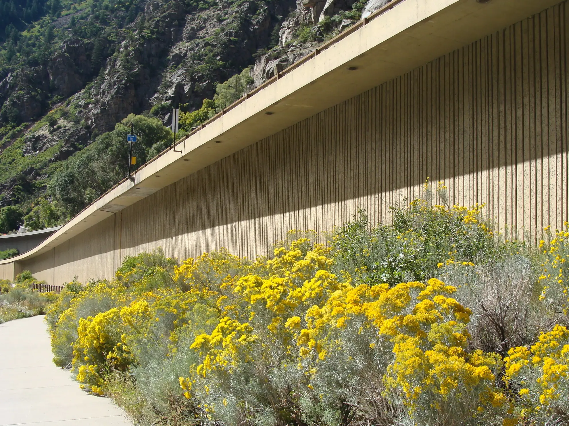 Rubber rabbitbrush blooming yellow along a highway retaining wall in a canyon