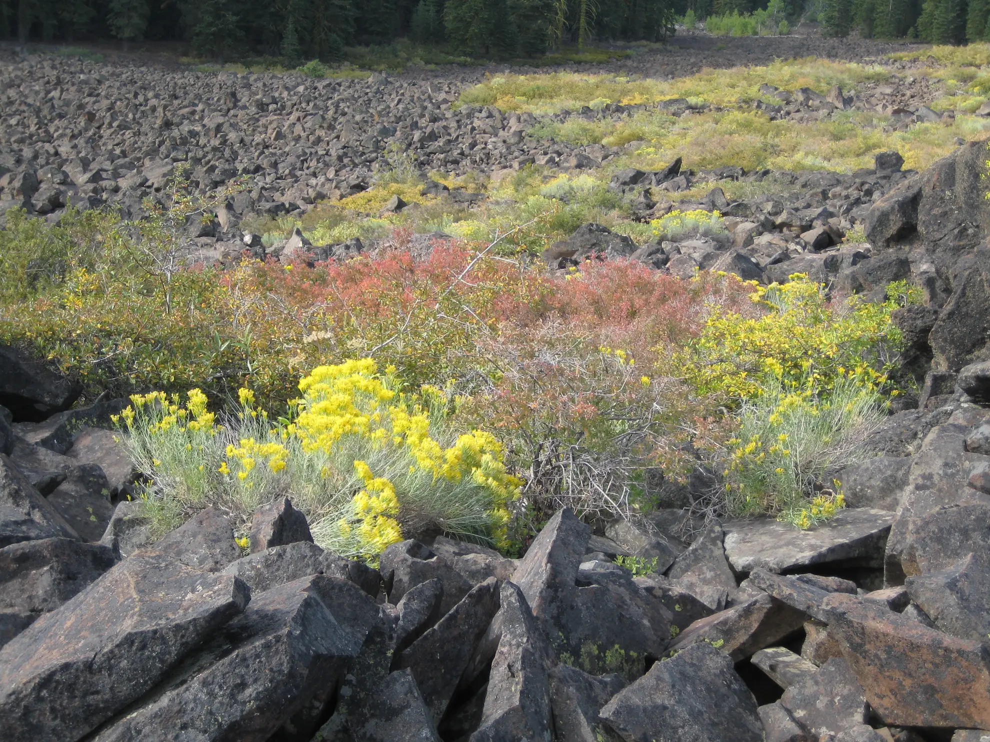 Rubber rabbitbrush, yellow flowers among jagged black lava rocks