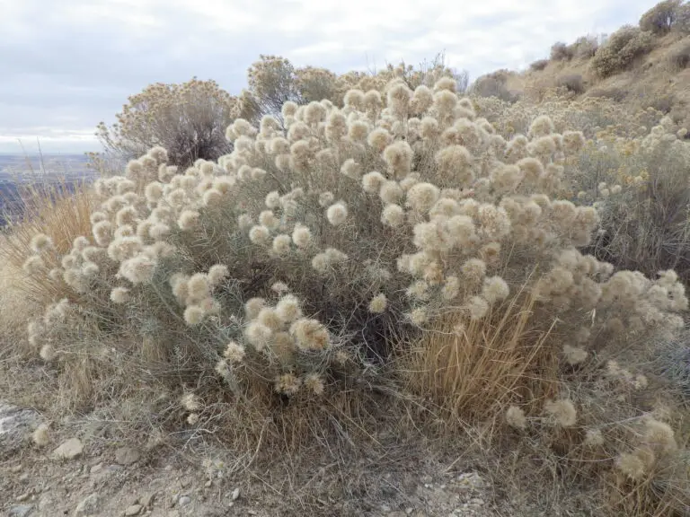 Stunning seedpods in the fall. Image © Matt Lavin