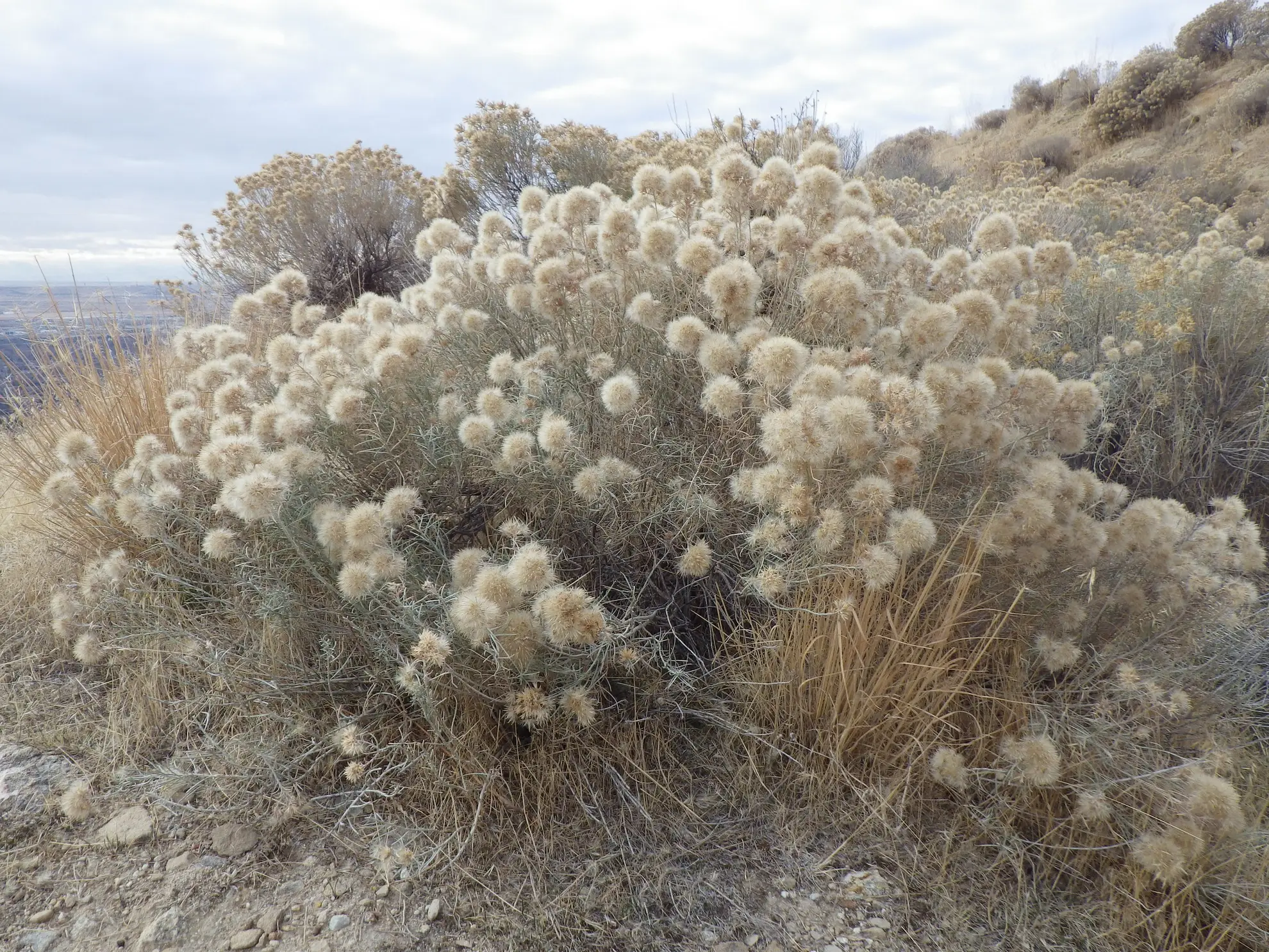 Rubber rabbitbrush in fall, a round shrub covered in fluffy tan seed heads
