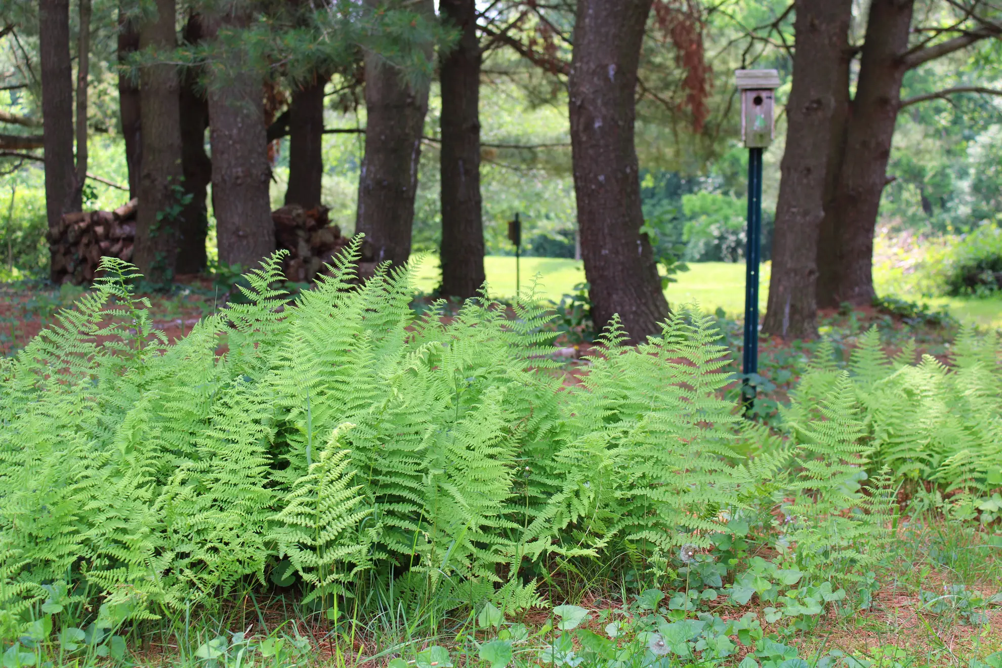 Hay-scented ferns spreading under tall pines beside a birdhouse on a pole
