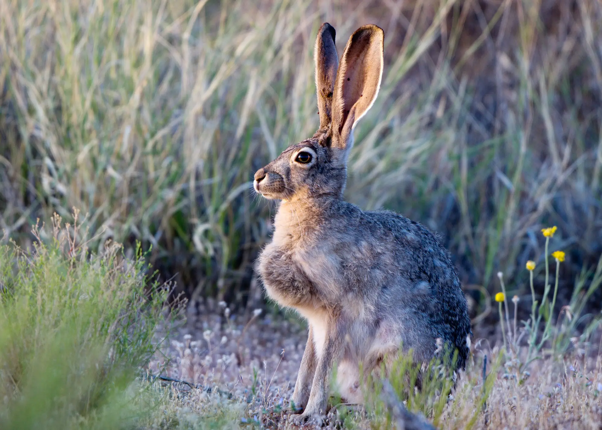 Black-tailed jackrabbit sitting upright among dry grasses