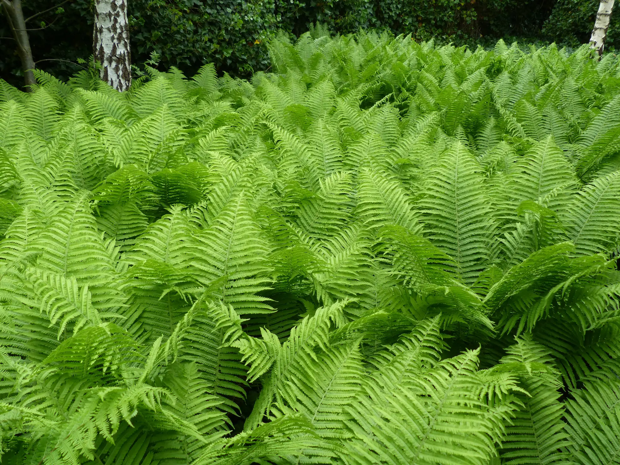 Lady ferns, a sea of bright green fronds under birch trees